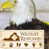 Bald Eagle2